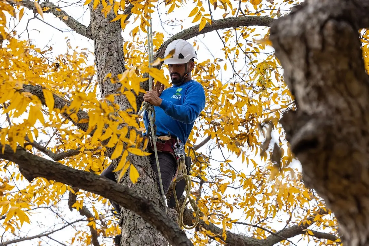 Skilled Tree Trimming crew working in Baltimore